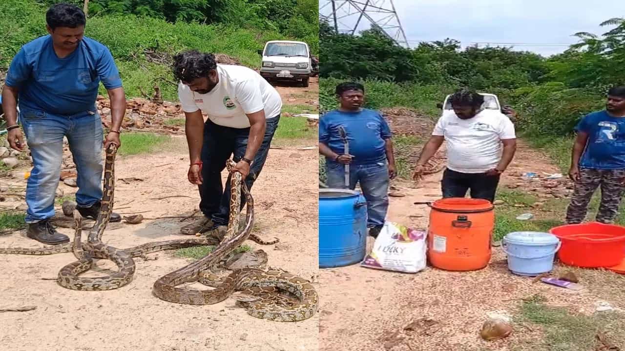 ವಿಶಾಖಪಟ್ಟಣ: ಈ ಉರಗತಜ್ಞ ಒಂದೇ ಸಲಕ್ಕೆ ನಾಲ್ಕು ಹೆಬ್ಬಾವುಗಳನ್ನು ಹಿಡಿದು ಆಡಿಸುತ್ತಾನೆ, ವೀಡಿಯೊ ನೋಡಿ! ವಿಶಾಖಪಟ್ಟಣ: ಈ ಉರಗತಜ್ಞ ಒಂದೇ ಸಲಕ್ಕೆ ನಾಲ್ಕು ಹೆಬ್ಬಾವುಗಳನ್ನು ಹಿಡಿದು ಆಡಿಸುತ್ತಾನೆ, ವೀಡಿಯೊ ನೋಡಿ!