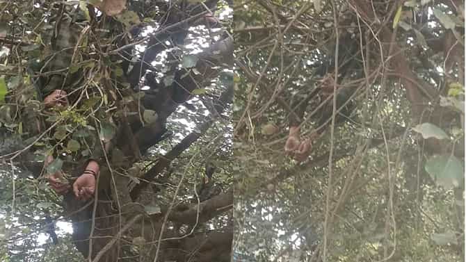 ಬೆಕ್ಕು ರಕ್ಷಿಸಲು ಹೋಗಿ ಪ್ರಾಣ ತೆತ್ತ ಯುವಕ