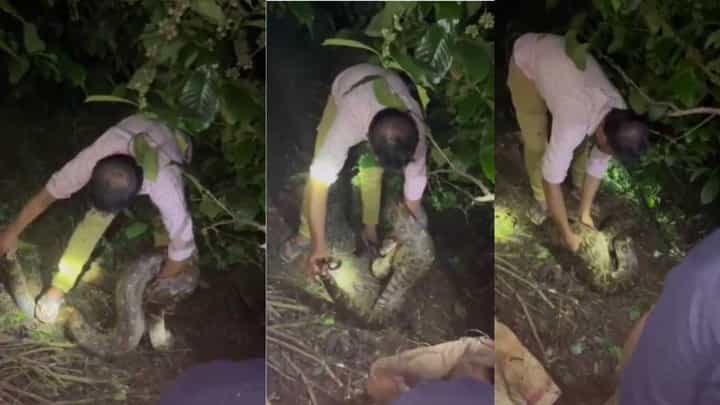 ಚಿಕ್ಕಮಗಳೂರು:15 ಅಡಿ ಉದ್ದದ ಬೃಹತ್ ಹೆಬ್ಬಾವು ಸೆರೆ; ಇಲ್ಲಿದೆ ವಿಡಿಯೋ ಚಿಕ್ಕಮಗಳೂರು:15 ಅಡಿ ಉದ್ದದ ಬೃಹತ್ ಹೆಬ್ಬಾವು ಸೆರೆ; ಇಲ್ಲಿದೆ ವಿಡಿಯೋ
