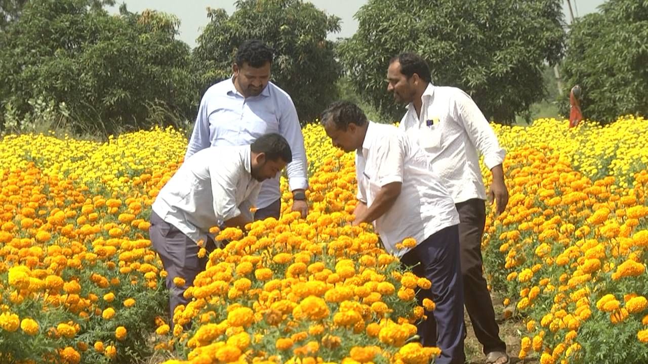 ದೀಪಾವಳಿ, ದಸರಾ ಸೇರಿದಂತೆ ಅನೇಕ ಹಬ್ಬಗಳು ಇರುವುದರಿಂದ ಬೀದರ್ ಜಿಲ್ಲೆಯ ಬಹುತೇಕ ರೈತರ ಹೊಲದಲ್ಲಿ ಬಗೆ ಬಗೆಯ ಹೂವುಗಳು ಕಂಗೊಳಿಸುತ್ತಿವೆ. ಚಂಡು, ಸೇವಂತಿ, ಗುಲಾಬಿ ಸೇರಿದಂತೆ ವಿವಿಧ ಜಾತಿಯ ಹೂವುಗಳನ್ನ‌ ಬೆಳೆಸಿದ ರೈತರು, ಲಾಭದ ನಿರಿಕ್ಷೆಯಲ್ಲಿದ್ದಾರೆ.
