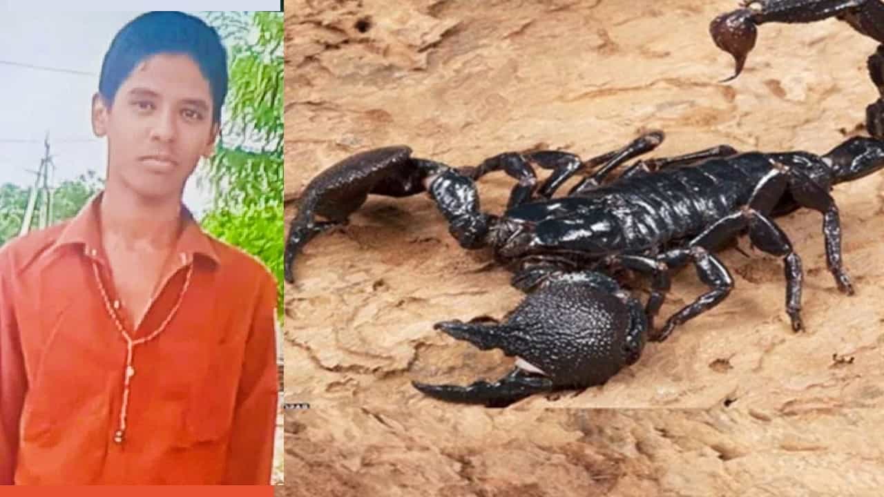 Scorpion bite: ಶಾಲಾ ಬ್ಯಾಗಿನಲ್ಲಿ ಪುಸ್ತಕಗಳ ಮಧ್ಯೆಯಿದ್ದ ಚೇಳು ಕುಟುಕಿ ವಿದ್ಯಾರ್ಥಿ ಸಾವು Scorpion bite: ಶಾಲಾ ಬ್ಯಾಗಿನಲ್ಲಿ ಪುಸ್ತಕಗಳ ಮಧ್ಯೆಯಿದ್ದ ಚೇಳು ಕುಟುಕಿ ವಿದ್ಯಾರ್ಥಿ ಸಾವು