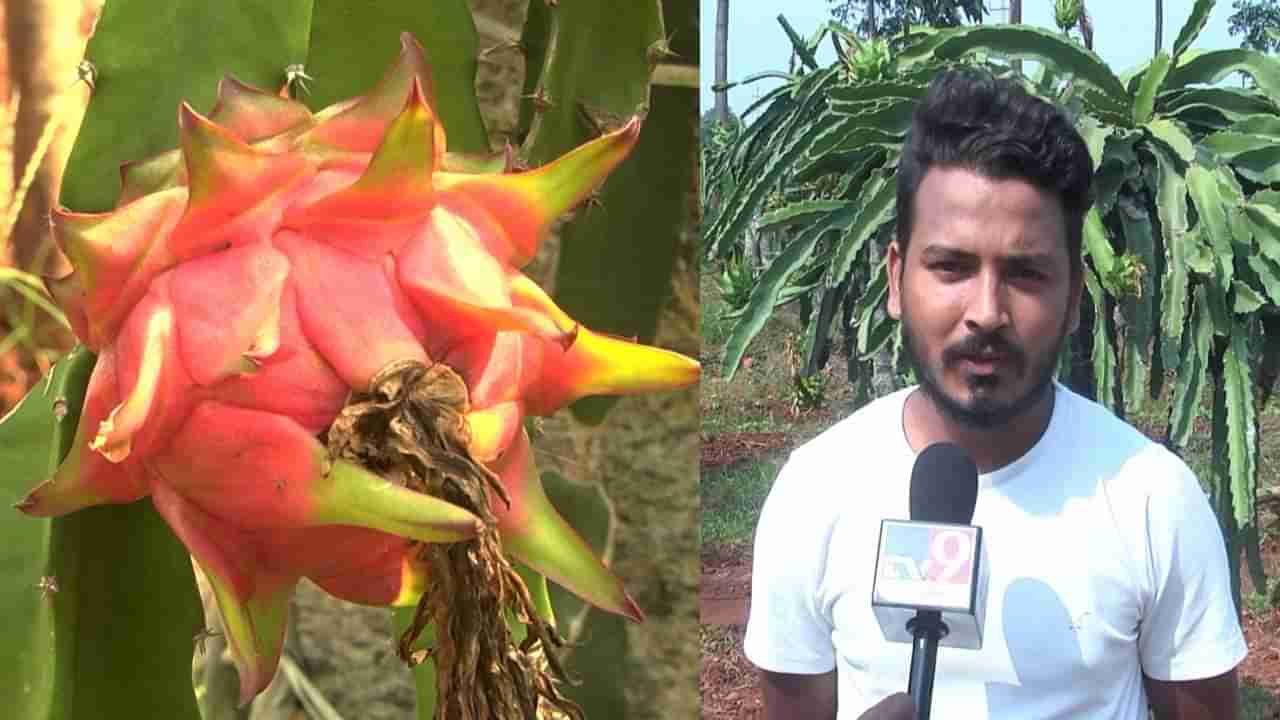 ಹಾವೇರಿ: ಬರಗಾಲದಲ್ಲಿ ಡ್ಯ್ರಾಗನ್ ಫ್ರೂಟ್ ಬೆಳೆದು ಯಶಸ್ಸು ಕಂಡ ಯುವ ರೈತ