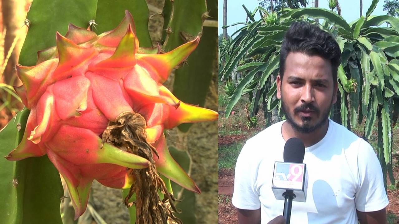 ಹಾವೇರಿ: ಬರಗಾಲದಲ್ಲಿ ಡ್ಯ್ರಾಗನ್ ಫ್ರೂಟ್ ಬೆಳೆದು ಯಶಸ್ಸು ಕಂಡ ಯುವ ರೈತ