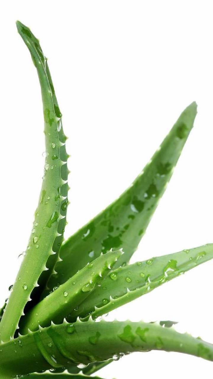 Aloe vera juice (1)
