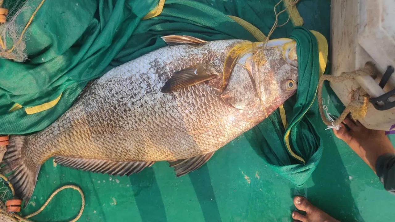 Kachidi gold Fish:  ಬಲೆಗೆ ಬಿದ್ದ ಆ ಭಾರೀ ಮೀನು ಮೀನುಗಾರರಿಗೆ ತಂದುಕೊಟ್ಟಿತು ಲಕ್ಷ ಲಕ್ಷ! ಎಲ್ಲಿ?