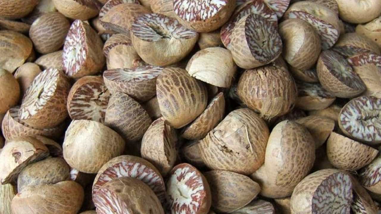 Arecanut Price 06 Oct: ಇಂದಿನ ಅಡಿಕೆ ಧಾರಣೆ; ಪ್ರಮುಖ ಮಾರುಕಟ್ಟೆಯಲ್ಲಿ ಅಡಿಕೆ, ಕೋಕೋ ದರ ಹೀಗಿದೆ Arecanut Price 06 Oct: ಇಂದಿನ ಅಡಿಕೆ ಧಾರಣೆ; ಪ್ರಮುಖ ಮಾರುಕಟ್ಟೆಯಲ್ಲಿ ಅಡಿಕೆ, ಕೋಕೋ ದರ ಹೀಗಿದೆ