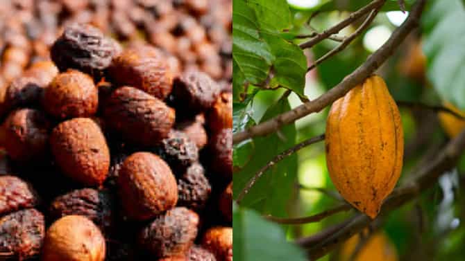 Arecanut Price 02 Nov:ಪ್ರಮುಖ ಮಾರುಕಟ್ಟೆಯಲ್ಲಿ ಇಂದಿನ ಅಡಿಕೆ ದರ ಹೀಗಿದೆ