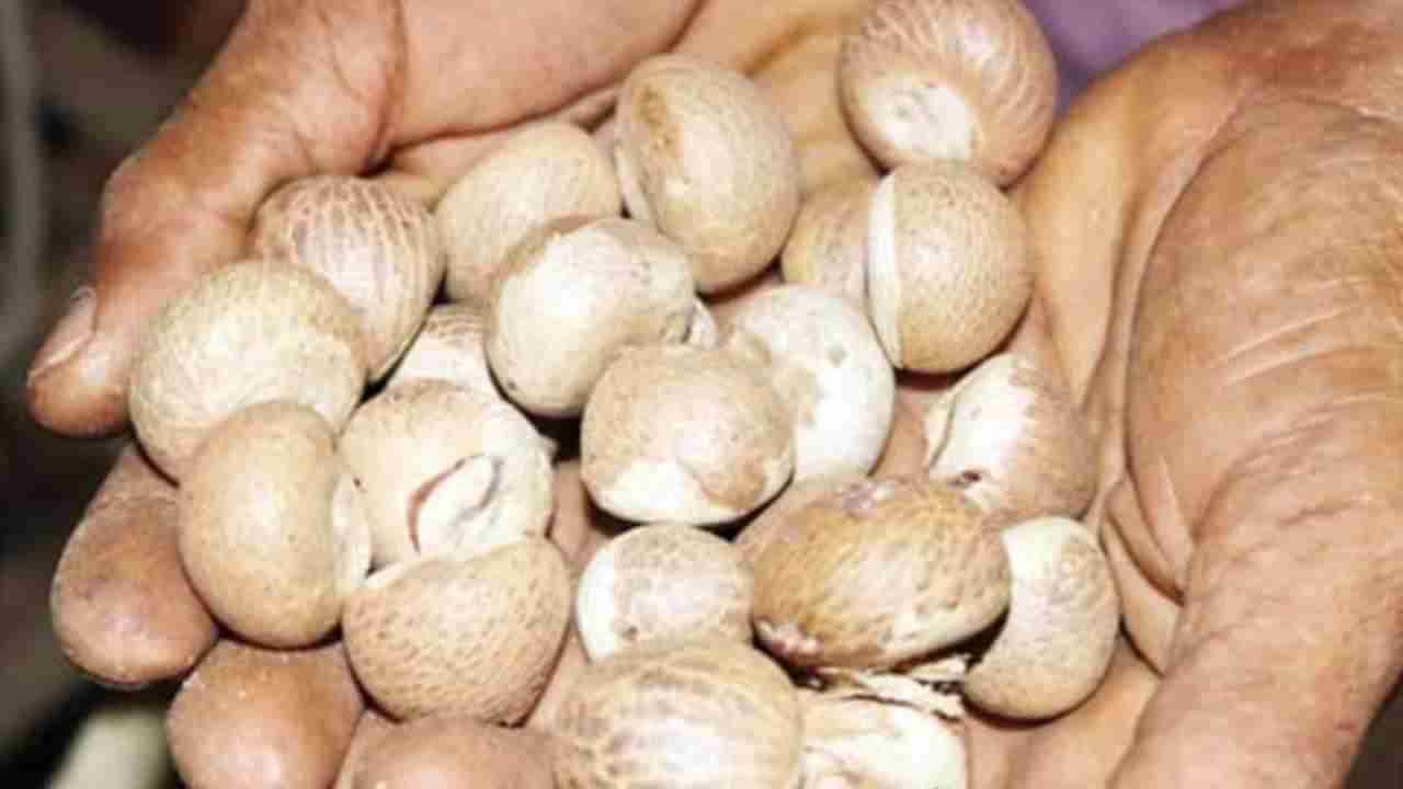 Arecanut Price 30 Oct: ರಾಜ್ಯದ ಪ್ರಮುಖ ಮಾರುಕಟ್ಟೆಯಲ್ಲಿ ಇಂದಿನ ಅಡಿಕೆ ಧಾರಣೆ ಮತ್ತು ಕೋಕೋ ದರ