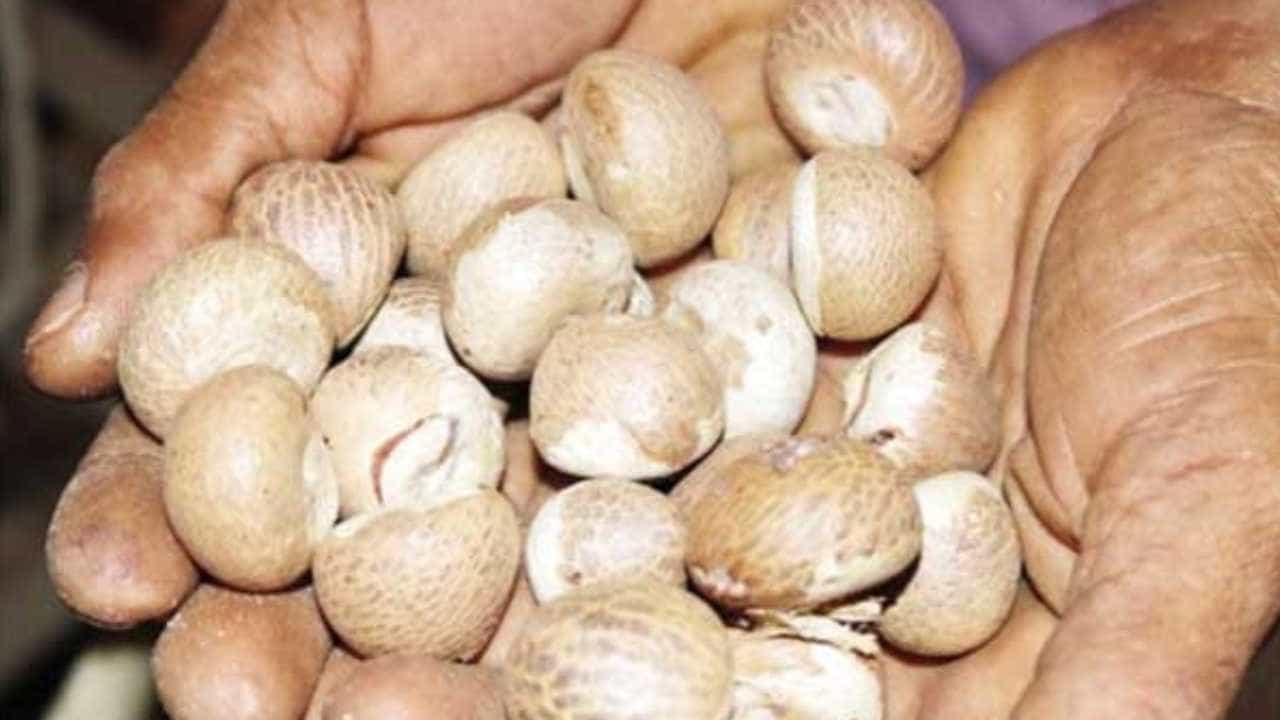 Arecanut Price 07 Oct: ಇಂದಿನ ಅಡಿಕೆ ಧಾರಣೆ; ಪ್ರಮುಖ ಮಾರುಕಟ್ಟೆಯಲ್ಲಿ ಅಡಿಕೆ, ಕೋಕೋ ದರ ಹೀಗಿದೆ