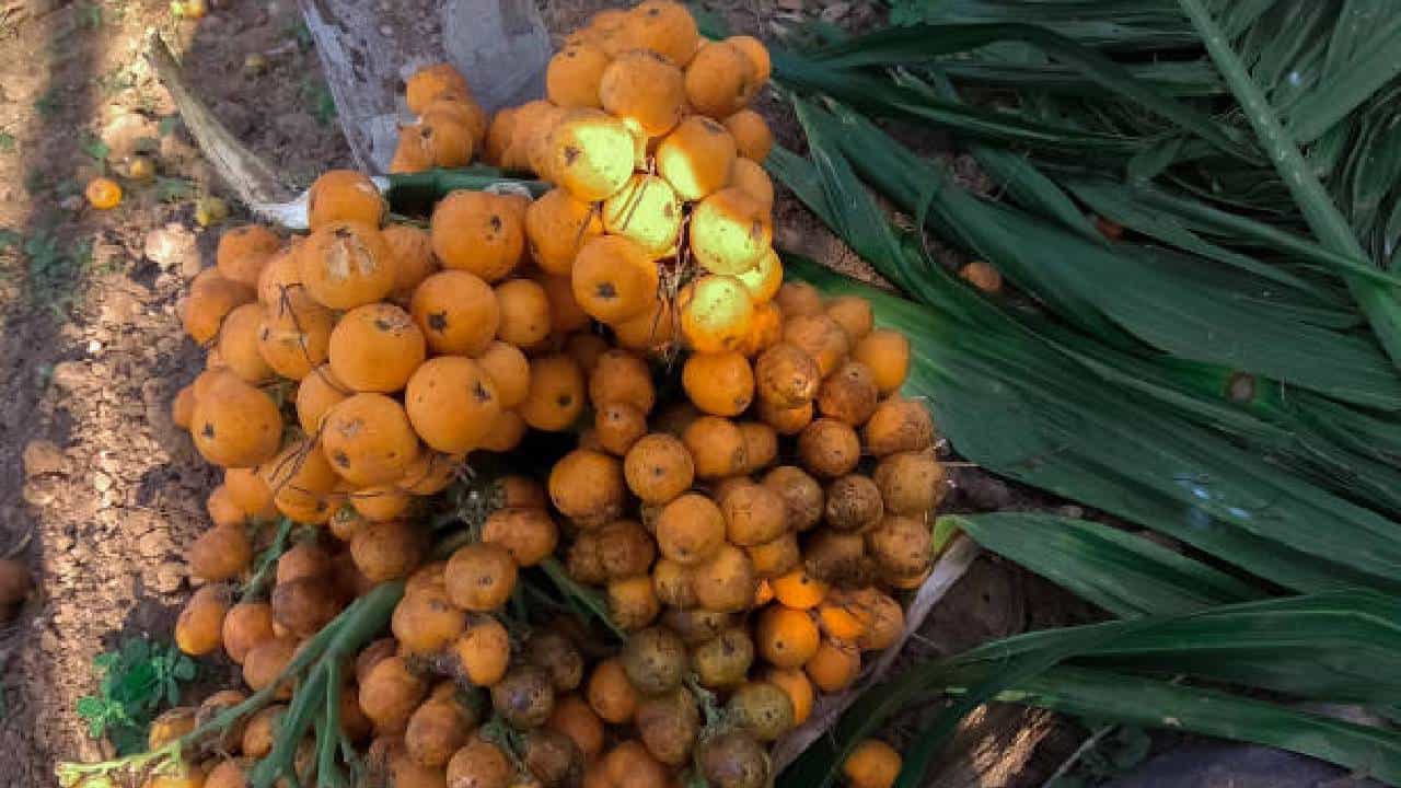 Arecanut Price 20 Oct: ಇಂದಿನ ಅಡಿಕೆ ಧಾರಣೆ, ಕೋಕೋ ದರ ಹೀಗಿದೆ Arecanut Price 20 Oct: ಇಂದಿನ ಅಡಿಕೆ ಧಾರಣೆ, ಕೋಕೋ ದರ ಹೀಗಿದೆ