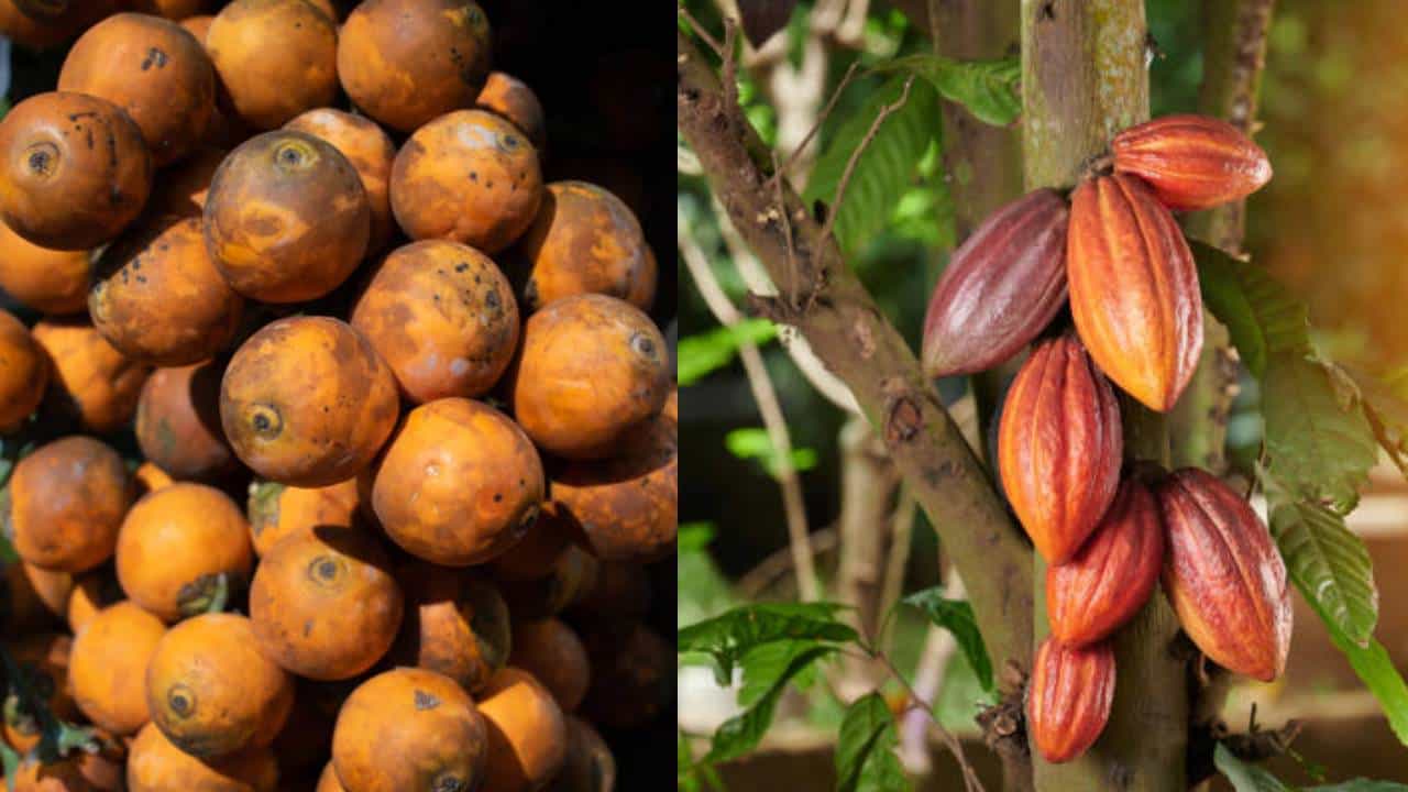 Arecanut Price 10 Oct: ಇಂದು ಅಡಿಕೆ ಧಾರಣೆ, ಕರ್ನಾಟಕದ ಪ್ರಮುಖ ಮಾರುಕಟ್ಟೆಯಲ್ಲಿ ಅಡಿಕೆ ಕೋಕೋ ದರ ಹೀಗಿದೆ Arecanut Price 10 Oct: ಇಂದು ಅಡಿಕೆ ಧಾರಣೆ, ಕರ್ನಾಟಕದ ಪ್ರಮುಖ ಮಾರುಕಟ್ಟೆಯಲ್ಲಿ ಅಡಿಕೆ ಕೋಕೋ ದರ ಹೀಗಿದೆ