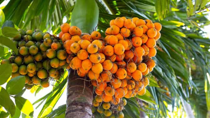 Arecanut Price 12 Oct: ಪ್ರಮುಖ ಮಾರುಕಟ್ಟೆಯ ಇಂದಿನ ಅಡಿಕೆ ದರ ಹೀಗಿದೆ