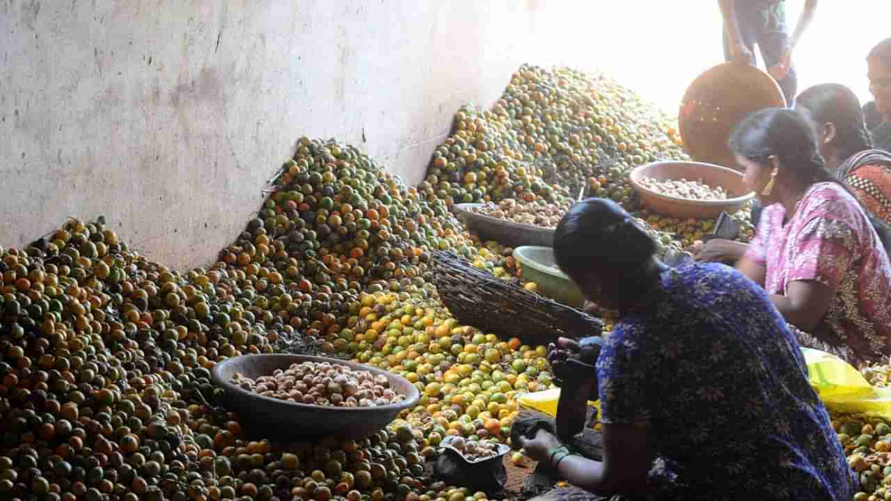 Arecanut Price 26 Oct: ಕರ್ನಾಟಕದ ಪ್ರಮುಖ ಮಾರುಕಟ್ಟೆಯಲ್ಲಿ ಇಂದಿನ ಅಡಿಕೆ ಧಾರಣೆ ಮತ್ತು ಕೋಕೋ ದರ