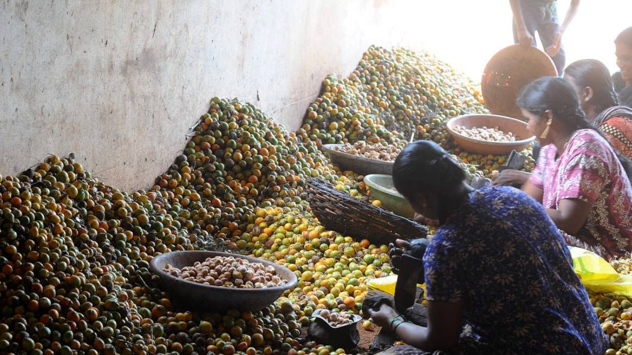 Arecanut Price 13 Oct: ಕರ್ನಾಟಕದ ಪ್ರಮುಖ ಮಾರುಕಟ್ಟೆಯಲ್ಲಿ ಇಂದಿನ ಅಡಿಕೆ, ಕೋಕೋ ದರ ಹೀಗಿದೆ