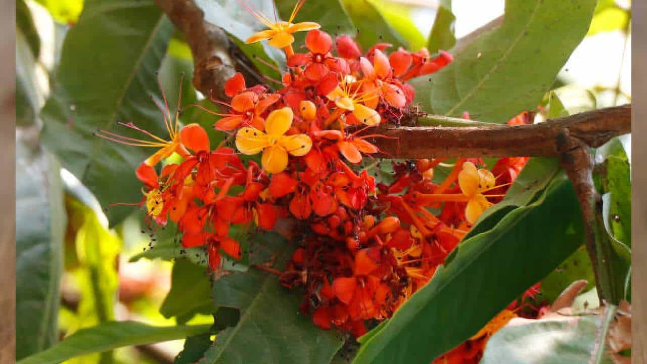 ಅಶೋಕ ಮರದ ಹೂವುಗಳಿಂದ ಆರೋಗ್ಯಕ್ಕಿದೆ ಹಲವು ಪ್ರಯೋಜನ ಅಶೋಕ ಮರದ ಹೂವುಗಳಿಂದ ಆರೋಗ್ಯಕ್ಕಿದೆ ಹಲವು ಪ್ರಯೋಜನ