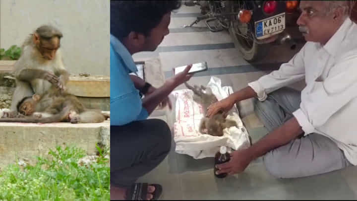 ಅಪಘಾತದಲ್ಲಿ ಗಾಯಗೊಂಡ ಮರಿ ಕೋತಿ, ತಾಯಿ ಕೋತಿಗೆ ಆಘಾತ - ನನ್ನ ಮಗುವನ್ನು ಕಾಪಾಡಿ ಪ್ಲೀಸ್ ಎಂದು ದೀನವಾಗಿ ಮೊರೆಯಿಟ್ಟಿತು ಅಪಘಾತದಲ್ಲಿ ಗಾಯಗೊಂಡ ಮರಿ ಕೋತಿ, ತಾಯಿ ಕೋತಿಗೆ ಆಘಾತ - ನನ್ನ ಮಗುವನ್ನು ಕಾಪಾಡಿ ಪ್ಲೀಸ್ ಎಂದು ದೀನವಾಗಿ ಮೊರೆಯಿಟ್ಟಿತು