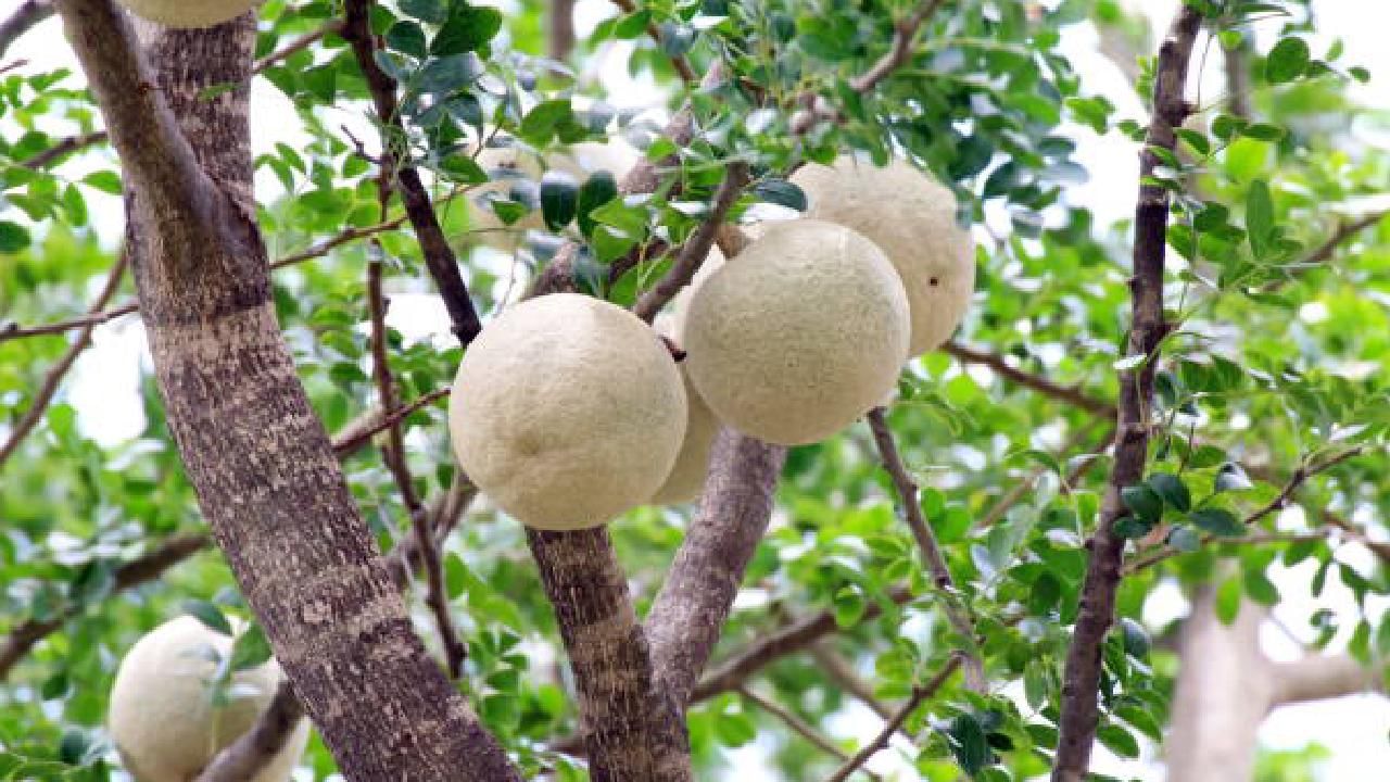 ಬೇಲದ ಹಣ್ಣು ಜೀರ್ಣಕ್ರಿಯೆಗೆ ಸಹಾಯ ಮಾಡುತ್ತದೆ ಮತ್ತು ಕೊಲೆಸ್ಟ್ರಾಲ್ ಮಟ್ಟವನ್ನು ಸುಧಾರಿಸುತ್ತದೆ. ಬೇಲದ ಹಣ್ಣಿನಲ್ಲಿರುವ ಕ್ಯಾಲ್ಸಿಯಂ ಮೂಳೆಯ ಆರೋಗ್ಯಕ್ಕೆ ಅತ್ಯಗತ್ಯ. ಇದು ಹಲ್ಲುಗಳು, ಮೂಳೆಗಳನ್ನು ಬಲಪಡಿಸುತ್ತದೆ.
