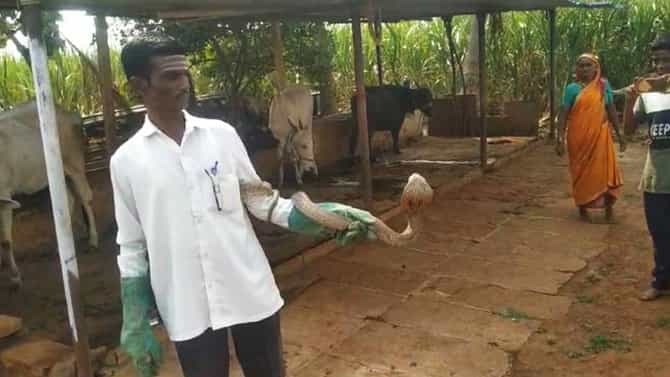 ಮನೆಗೆ ಎಂಟ್ರಿಕೊಟ್ಟ ಏಳು ಅಡಿ ಉದ್ದದ ನಾಗಪ್ಪನನ್ನ ನೋಡಿ ಮನೆಯವರು ಕಂಗಾಲು