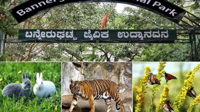 ಪ್ರವಾಸಿಗರಿಗೆ ಸಿಹಿ ಸುದ್ದಿ: ವಿಜಯದಶಮಿಯಂದು ಓಪನ್ ಇರಲಿದೆ ಬನ್ನೇರುಘಟ್ಟ