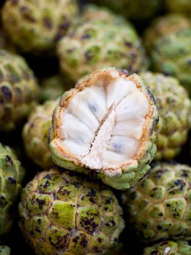 ಚಳಿಗಾಲದಲ್ಲಿ ಸೀತಾಫಲ ಹಣ್ಣು ಯಾಕೆ ಸೇವಿಸಬೇಕು ಗೊತ್ತಾ? TV9 Kannada