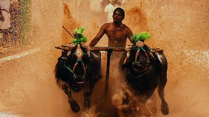 ಕಂಬಳ ಸಂಭ್ರಮಕ್ಕೆ ಸಜ್ಜಾಗುತ್ತಿದೆ ರಾಜಧಾನಿ ಬೆಂಗಳೂರು!