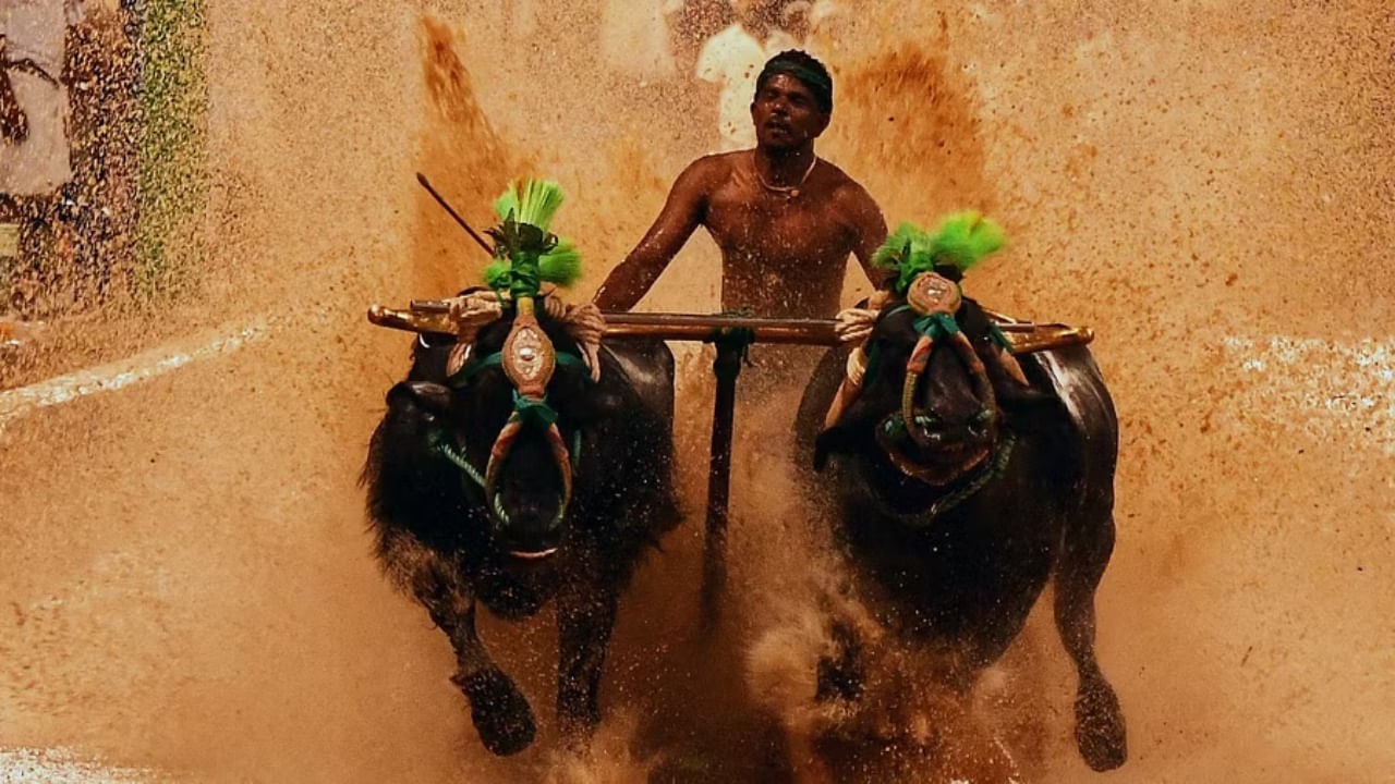 Kambala in Palace Grounds: ಕಂಬಳ ಸಂಭ್ರಮಕ್ಕೆ ಸಜ್ಜಾದ ರಾಜಧಾನಿ ಬೆಂಗಳೂರು, 125 ಜೋಡಿ ಕೋಣಗಳು-ಜಾಕಿಗಳು ಸ್ಪರ್ಧಿಸುವ ನಿರೀಕ್ಷೆ