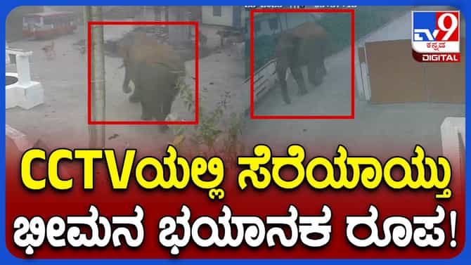 ಹಾಸನ: ಕಾಡಿನಿಂದ ಗ್ರಾಮದೊಳಗೆ ‘ಬೆಳಗಿನ ವಿಹಾರಕ್ಕೆ’ ಆಗಮಿಸಿದ ಒಂಟಿ ಸಲಗ ಭೀಮ