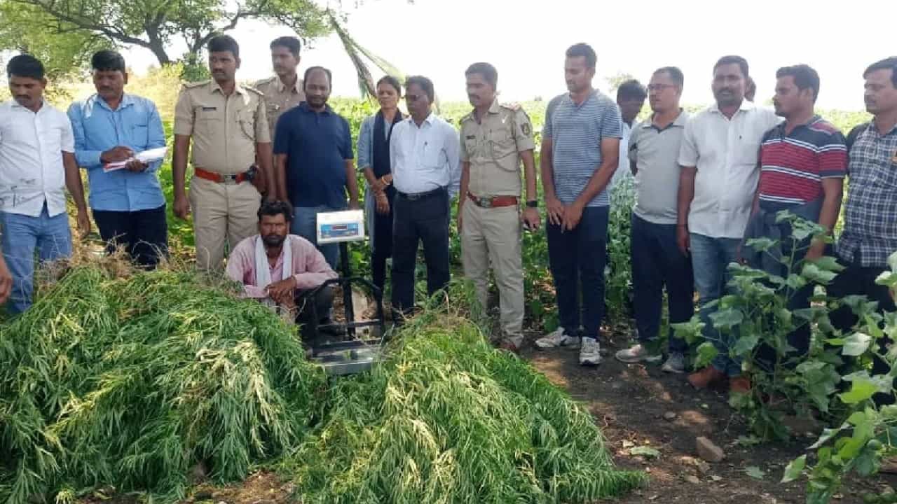 ಬೀದರ್: ತೊಗರಿ ಬೆಳೆಯ ನಡುವೆ ಗಾಂಜಾ ಗಿಡ ಬೆಳೆಸಿದ್ದ ರೈತ ಅರೆಸ್ಟ್ ಬೀದರ್: ತೊಗರಿ ಬೆಳೆಯ ನಡುವೆ ಗಾಂಜಾ ಗಿಡ ಬೆಳೆಸಿದ್ದ ರೈತ ಅರೆಸ್ಟ್
