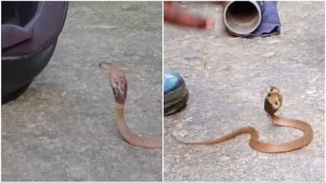 ಹೆಲ್ಮೆಟ್‌ನೊಳಗೆ ಸುರುಳಿ ಸುತ್ತಿಕೊಂಡ ಕುಳಿತ ನಾಗಪ್ಪ!