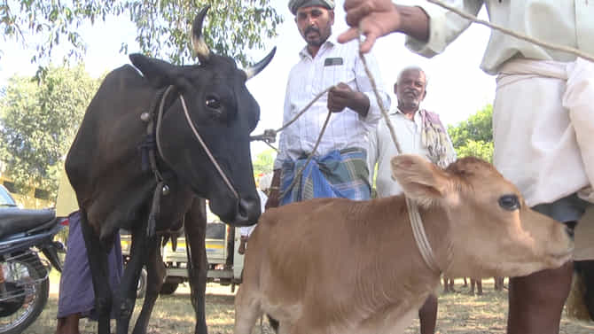 ಬರಗಾಲದ ಎಫೆಕ್ಟ್.. ಮೇವು ಸಿಗದೇ ಸಂತೆಯಲ್ಲಿ ಕಡಿಮೆ ಮೊತ್ತಕ್ಕೆ ದನಗಳ ಮಾರಾಟ