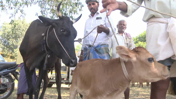 Chamarajanagara Drought Effect: ಬರದಿಂದ ಮೇವು ಸಿಗದೇ ಸಂತೆಯಲ್ಲಿ ಕಡಿಮೆ ಮೊತ್ತಕ್ಕೆ ದನಗಳ ಮಾರಾಟ Chamarajanagara Drought Effect: ಬರದಿಂದ ಮೇವು ಸಿಗದೇ ಸಂತೆಯಲ್ಲಿ ಕಡಿಮೆ ಮೊತ್ತಕ್ಕೆ ದನಗಳ ಮಾರಾಟ