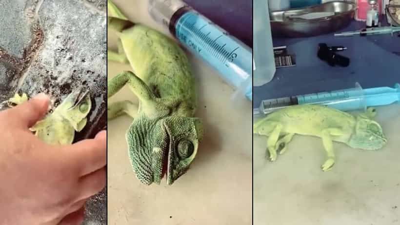 Viral Video: ಬಾಯಿಂದ ಬಾಯಿಗೆ ಉಸಿರು ಕೊಟ್ಟು ಊಸರವಳ್ಳಿಯ ಜೀವ ಉಳಿಸಿದ ವ್ಯಕ್ತಿ; ವಿಡಿಯೋ ವೈರಲ್