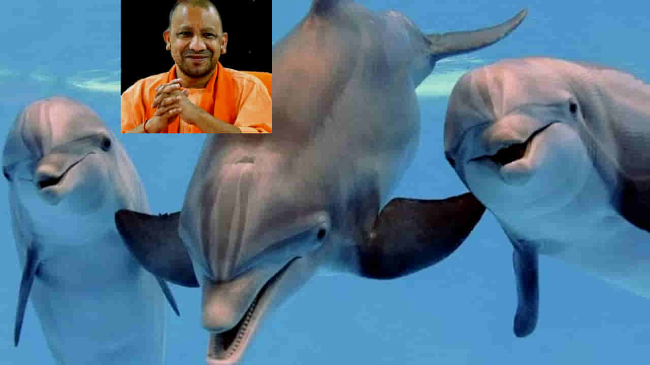 Ganga Dolphin: ಗಂಗಾನದಿಯ ಡಾಲ್ಫಿನ್ಗೆ ಇನ್ನು ‘ಉತ್ತರ ಪ್ರದೇಶದ ಜಲಚರ’ ಸ್ಥಾನಮಾನದ ಯೋಗ -ಸಿಎಂ ಆದಿತ್ಯನಾಥ್ ಘೋಷಣೆ