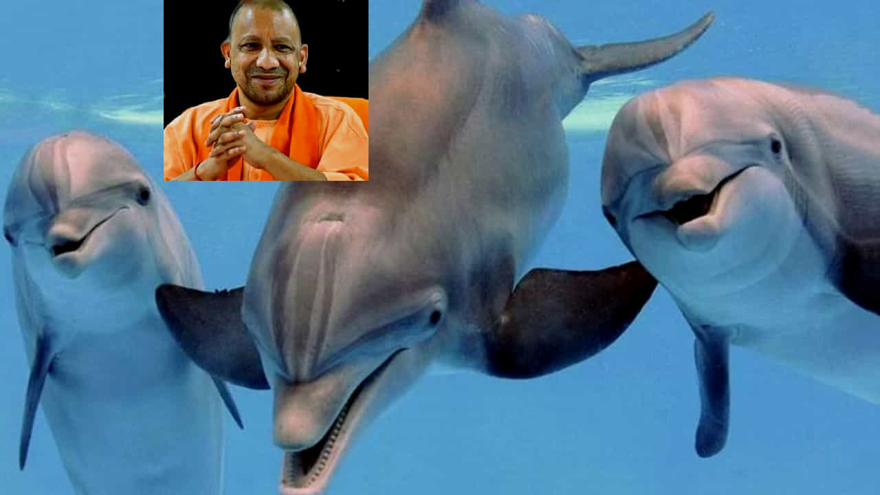 Ganga Dolphin: ಗಂಗಾನದಿಯ ಡಾಲ್ಫಿನ್​ಗೆ ಇನ್ನು ‘ಉತ್ತರ ಪ್ರದೇಶದ ಜಲಚರ’ ಸ್ಥಾನಮಾನದ ಯೋಗ -ಸಿಎಂ ಆದಿತ್ಯನಾಥ್ ಘೋಷಣೆ