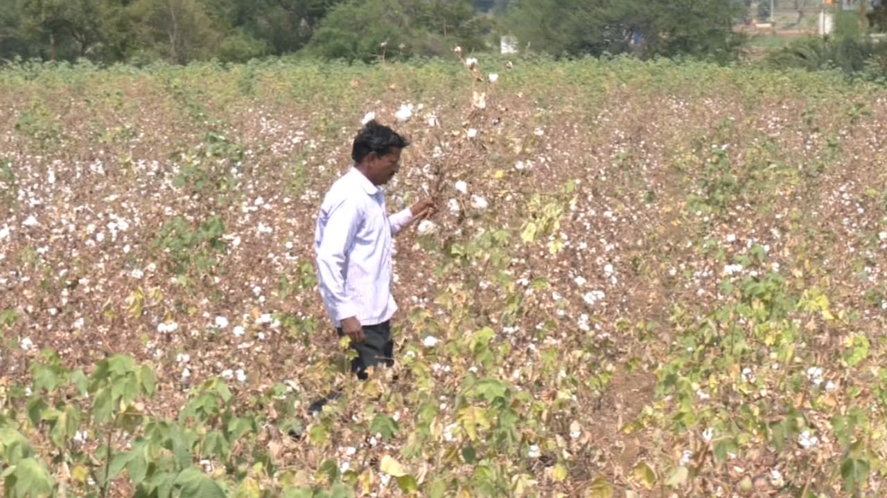 ಧಾರವಾಡ: ಕಳೆನಾಶಕ ಸಿಂಪಡಿಸಿ ಒಂದೂವರೆ ಎಕರೆಯಲ್ಲಿ ಬೆಳೆದಿದ್ದ ಹತ್ತಿ ನಾಶ ಮಾಡಿದ ದುಷ್ಕರ್ಮಿಗಳು