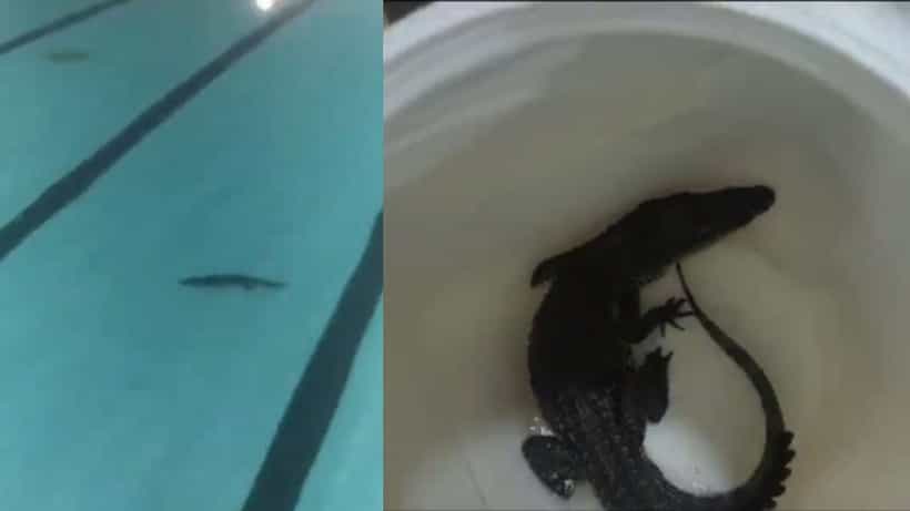 Viral Video: ಮುಂಬೈ; ಶಿವಾಜಿಪಾರ್ಕ್ ಈಜುಗೊಳದಲ್ಲಿ ಮರಿಮೊಸಳೆ ಪತ್ತೆ; ಕಡಿತಕ್ಕೆ ಒಳಗಾದ ಸಿಬ್ಬಂದಿ