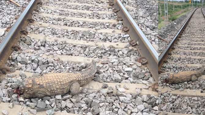 ನದಿಯಿಂದ ಹೊರಬಂದ‌ ಮೊಸಳೆ ರೈಲಿಗೆ ಸಿಲುಕಿ ಸಾವು