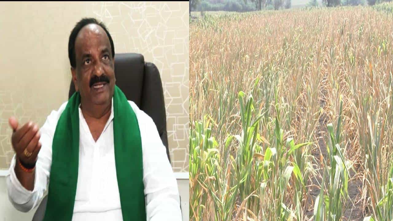 ರೈತರ ಗೋಳು ಕೇಳುವರಾರು! ಕೈ ಕೊಟ್ಟ ಮಳೆರಾಯ; ನೀರಿಲ್ಲದೇ ಒಣಗಿದ ಬೆಳೆಗಳು ರೈತರ ಗೋಳು ಕೇಳುವರಾರು! ಕೈ ಕೊಟ್ಟ ಮಳೆರಾಯ; ನೀರಿಲ್ಲದೇ ಒಣಗಿದ ಬೆಳೆಗಳು