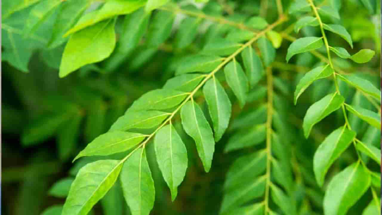 ಮಧುಮೇಹಿಗಳಿಗೆ ಕರಿಬೇವಿನ ಸೊಪ್ಪಿನಿಂದ ಏನು ಪ್ರಯೋಜನ?