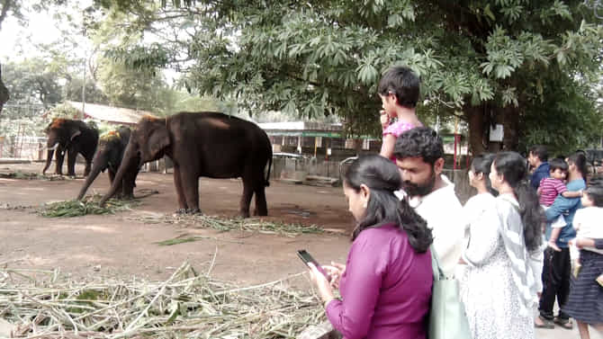 ಜಂಬೂಸವಾರಿ: ಗರ್ಭಿಣಿ ಆನೆಗೆ ತಾಲೀಮು ಹೆಸರಿನಲ್ಲಿ 3 ದಿನ ಚಿತ್ರಹಿಂಸೆ!