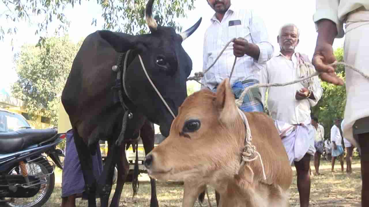 ಬರದ ಎಫೆಕ್ಟ್​; ದನಕರುಗಳಿಗೆ ಮೇವು ಒದಗಿಸಲಾಗದೆ ಕಸಾಯಿಖಾನೆಗೆ ಹಸುಗಳ ಮಾರಾಟ