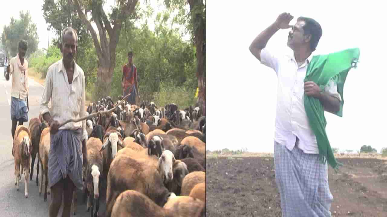 ಭೀಕರ ಬರಗಾಲಕ್ಕೆ ನೀರು-ಮೇವು ಸಿಗದೆ ಗೂಳೆ ಹೊರಟ ಕುರಿಗಾಹಿಗಳು;ಕ್ಯಾರೆ ಎನ್ನದ ಚಿತ್ರದುರ್ಗ ಜಿಲ್ಲಾಡಳಿತ