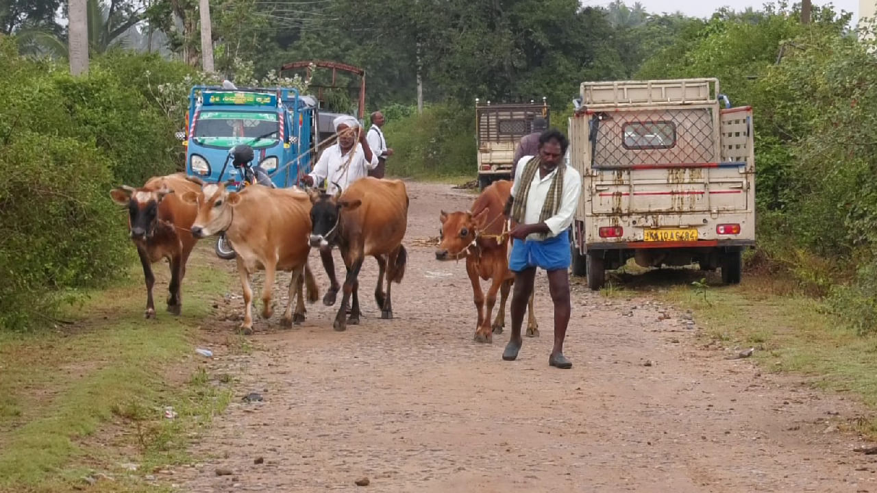 ಗಡಿ ಜಿಲ್ಲೆ ಚಾಮರಾಜನಗರದಲ್ಲಿ ಬರದ ಎಫೆಕ್ಟ್ - ಅನ್ನದಾತ ಕಂಗಾಲು, ಮೇವುಣಿಸಲಾಗದೆ ಕಸಾಯಿಖಾನೆಗೆ ದನಕರು ಮಾರಾಟ, ಕಸಾಯಿಖಾನೆ ದಂಧೆಕೋರರಿಗೆ ದುರ್ಲಾಭ ಗಡಿ ಜಿಲ್ಲೆ ಚಾಮರಾಜನಗರದಲ್ಲಿ ಬರದ ಎಫೆಕ್ಟ್ - ಅನ್ನದಾತ ಕಂಗಾಲು, ಮೇವುಣಿಸಲಾಗದೆ ಕಸಾಯಿಖಾನೆಗೆ ದನಕರು ಮಾರಾಟ, ಕಸಾಯಿಖಾನೆ ದಂಧೆಕೋರರಿಗೆ ದುರ್ಲಾಭ