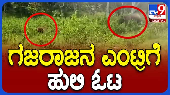 ಬಂಡಿಪುರ ಅಭಯಾರಣ್ಯದಲ್ಲಿ ಹುಲಿಯನ್ನು ಒಂಟಿ ಆನೆ ಹೇಗೆ ಓಡಿಸಿತು ಗೊತ್ತಾ?