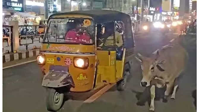 ‘ಕರು’ಳಿನ ಕೂಗು! ತನ್ನ ಕಂದನಿಗಾಗಿ ಐದಾರು ಕಿಮೀ ಓಡಿದ ಹಸು