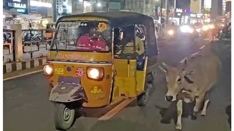 ‘ಕರು’ಳಿನ ಕೂಗು! ತಂಜಾವೂರಿನಲ್ಲಿ ತನ್ನ ಕಂದನಿಗಾಗಿ ಐದಾರು ಕಿಮೀ ಓಡಿದ ಹಸು