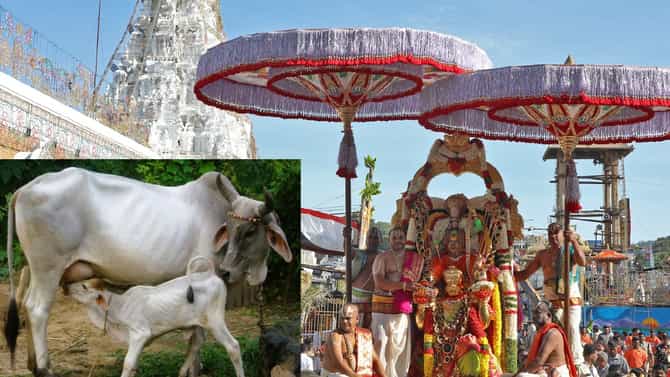 ನಾಟಿ ಗೋ ತಳಿ ಅಭಿವೃದ್ಧಿಗಾಗಿ ತಿರುಪತಿ ಗೋಶಾಲೆಯಲ್ಲಿ ಕೇಂದ್ರ ಸ್ಥಾಪನೆ