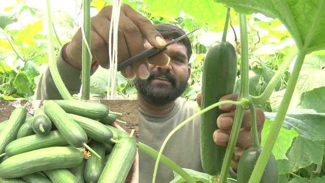 ಹೊಲದಲ್ಲಿ ಪಾಲಿಹೌಸ್ ನಿರ್ಮಿಸಿ ಸೌತೆಕಾಯಿ ಬೆಳೆದು ಕೈತುಂಬಾ ಹಣ