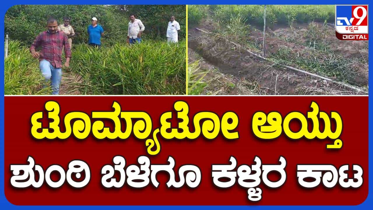 ಟೊಮೆಟೊ ಮೇಲಿದ್ದ ಕಳ್ಳರ ಕಣ್ಣು ಈಗ ಶುಂಠಿಯ ಮೇಲೆ, ಬೈಲುಕುಪ್ಪೆ ಟಿಬೆಟಿಯನ್ ಶಿಬಿರದ ತೋಟಗಳಿಂದ ಶುಂಠಿ ಕಳ್ಳತನ ಟೊಮೆಟೊ ಮೇಲಿದ್ದ ಕಳ್ಳರ ಕಣ್ಣು ಈಗ ಶುಂಠಿಯ ಮೇಲೆ, ಬೈಲುಕುಪ್ಪೆ ಟಿಬೆಟಿಯನ್ ಶಿಬಿರದ ತೋಟಗಳಿಂದ ಶುಂಠಿ ಕಳ್ಳತನ