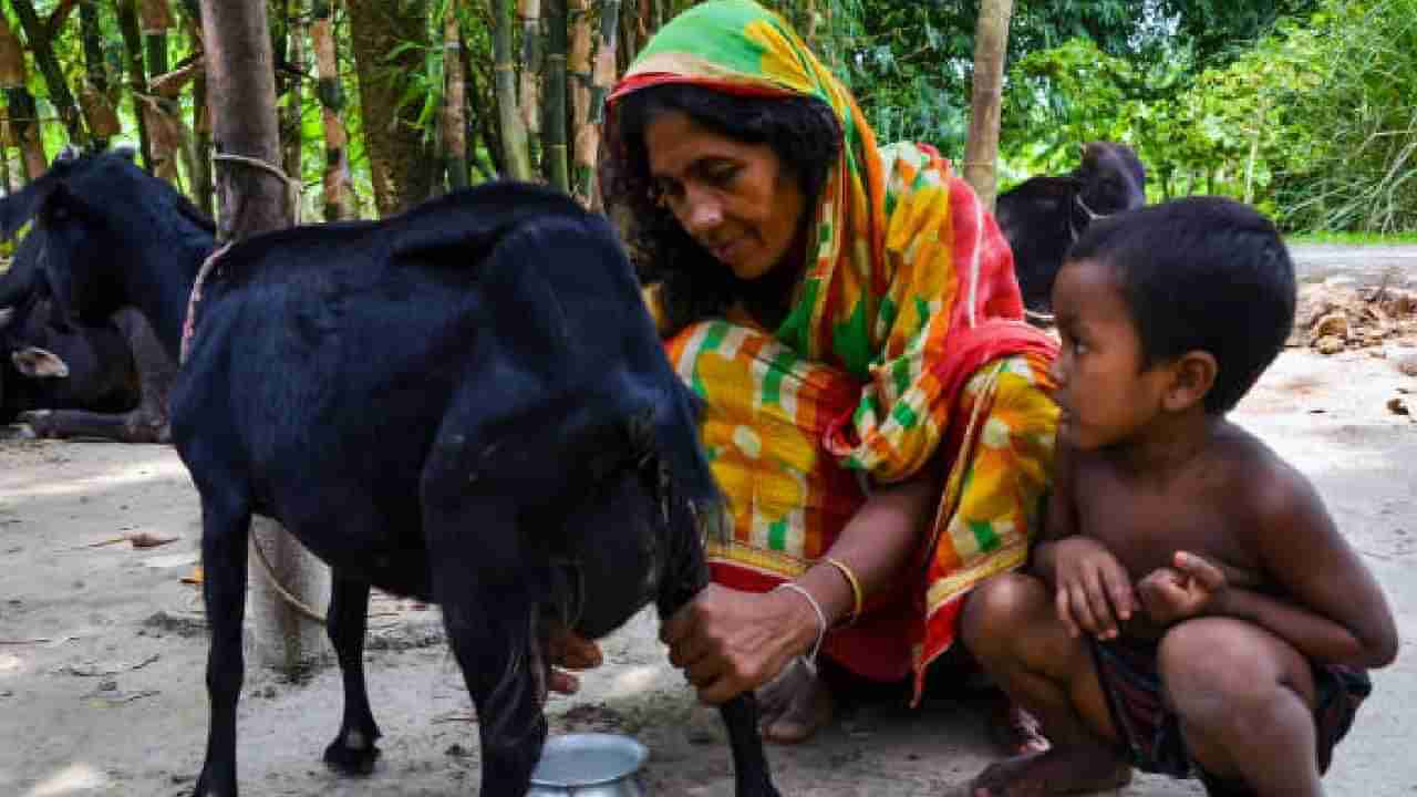 ಮಕ್ಕಳಿಗೆ ಹಸುವಿನ ಹಾಲಿನ ಬದಲು ಮೇಕೆ ಹಾಲು ಕೊಡಬಹುದೇ?